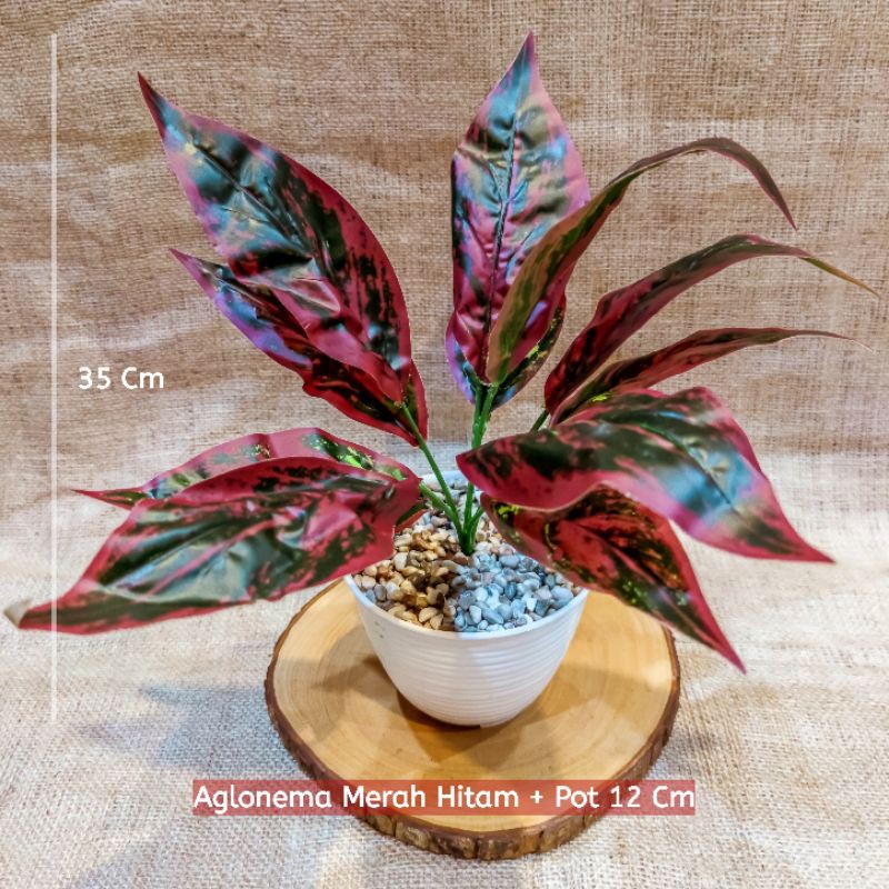 Rangkaian Tanaman Aglonema Sri Rejeki Merah Hitam Palsu Artificial Batu Pot 12 Cm