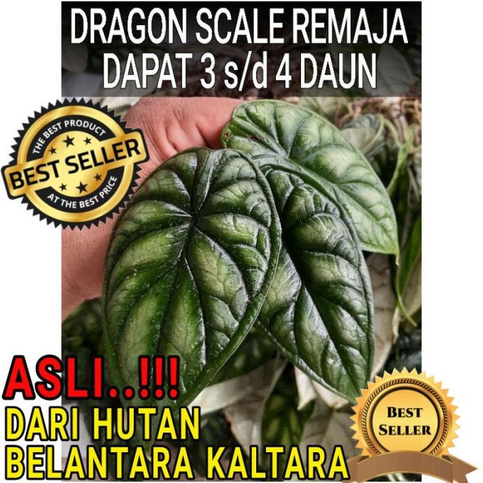 READY COD BIBIT REMAJA 3 - 4 DAUN Keladi tengkorak Alocasia DRAGON SILVER SCALE BERKUALITAS Kode