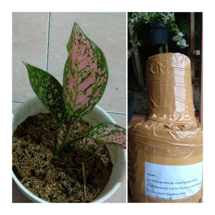 Aglonema ruby pink anakan - Aglonema ruby super pink