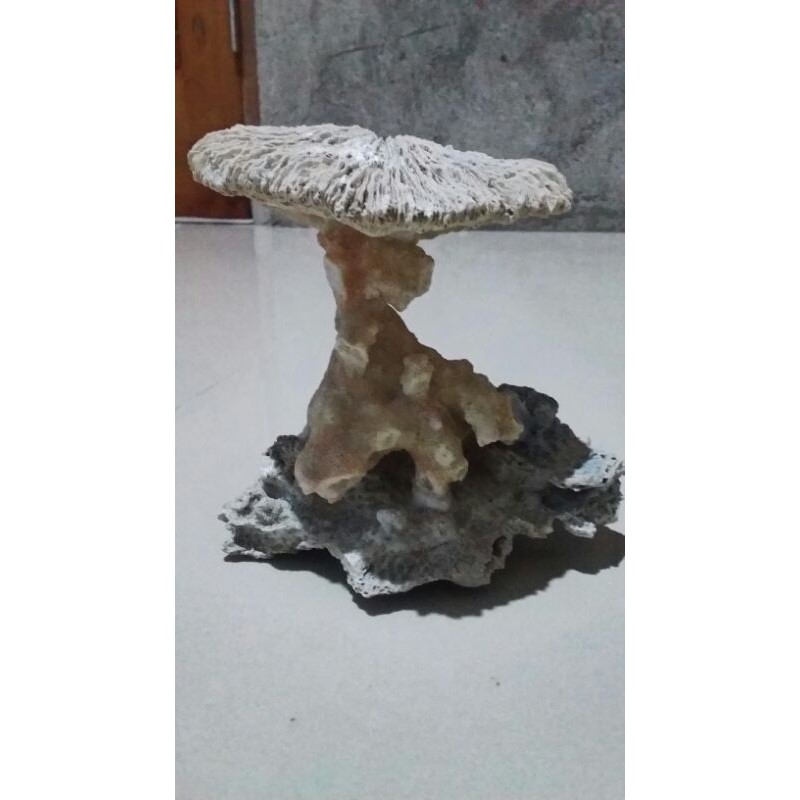 Batu karang laut batu karang rangkai Payung 1 jumbo aquarium aquascape