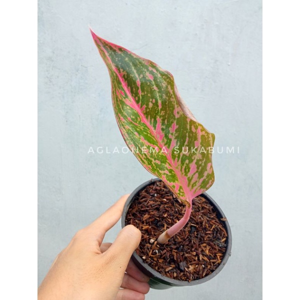 aglonema red wijaya aglaonema anakan samping