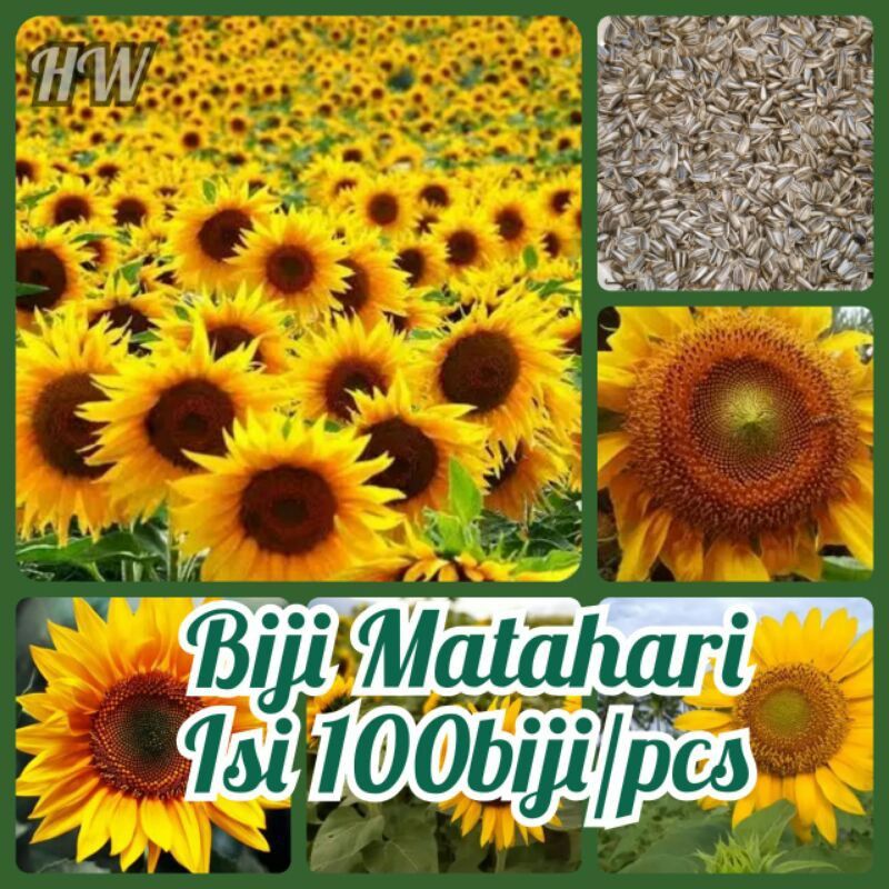 benih bunga biji bunga matahari