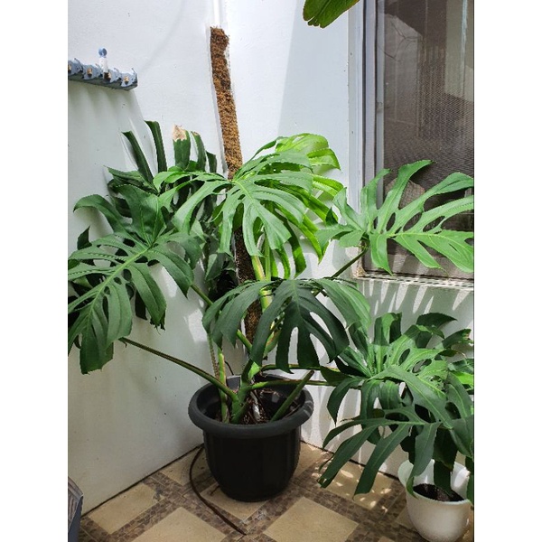 Monstera Deliciosa Daun Jumbo