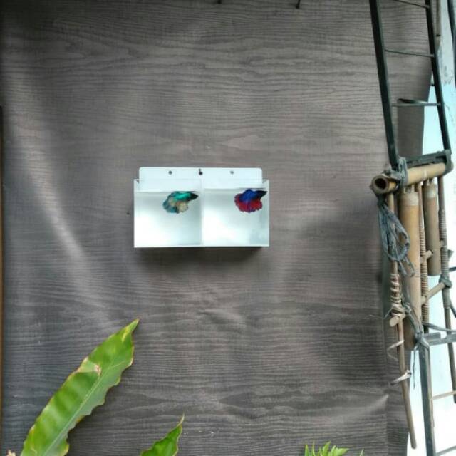 AQUARIUM MINI GANTUNG AKRILIC 2 KAMAR IKAN CUPANG