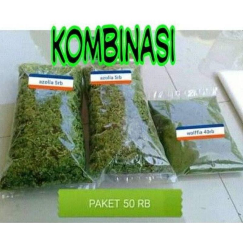 PAKET LENGKAP AZOLA 9ons & WOLFIA 2ons + bublewarp azolla wolffia