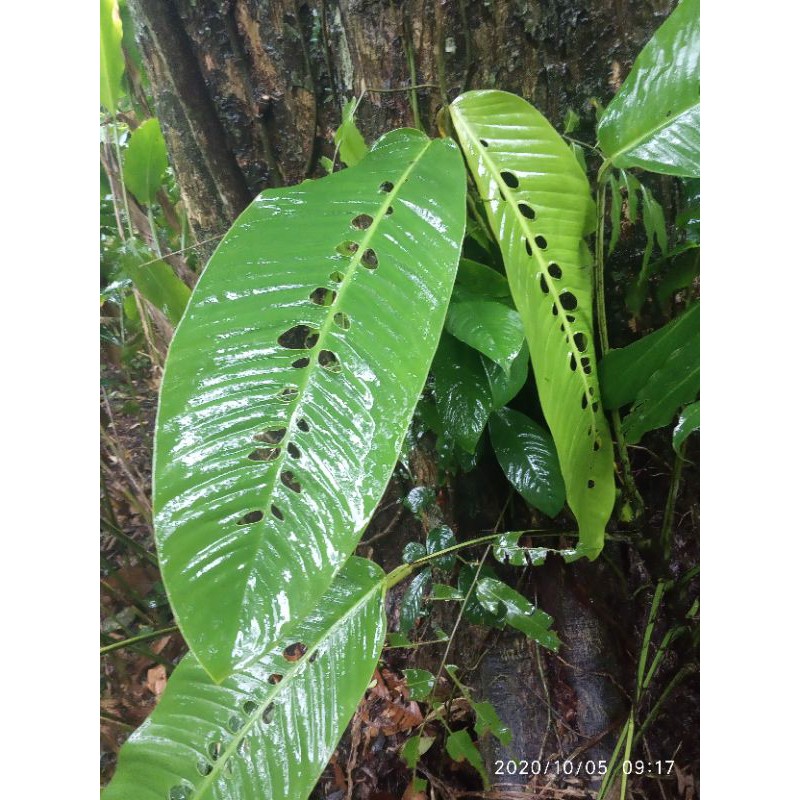 tanaman hias monstera foraminifera