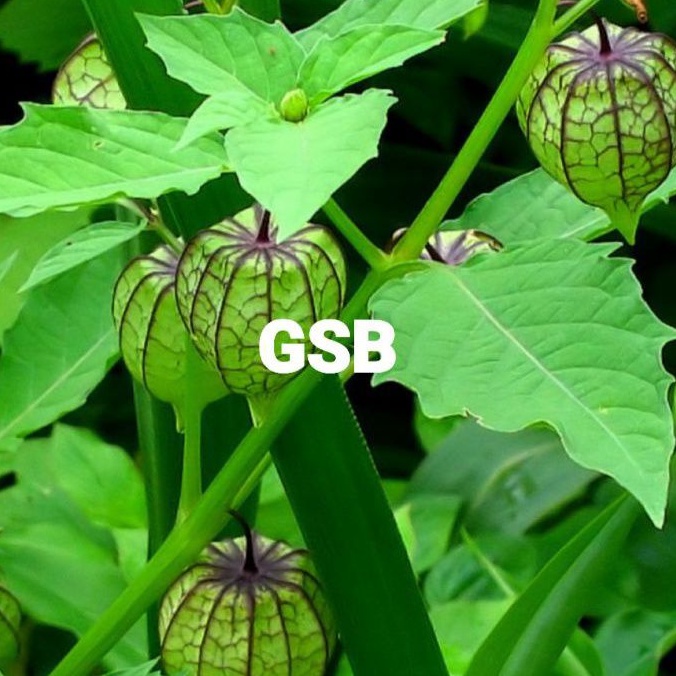 Daun ciplukan segar / daun ciplukan 250 gram