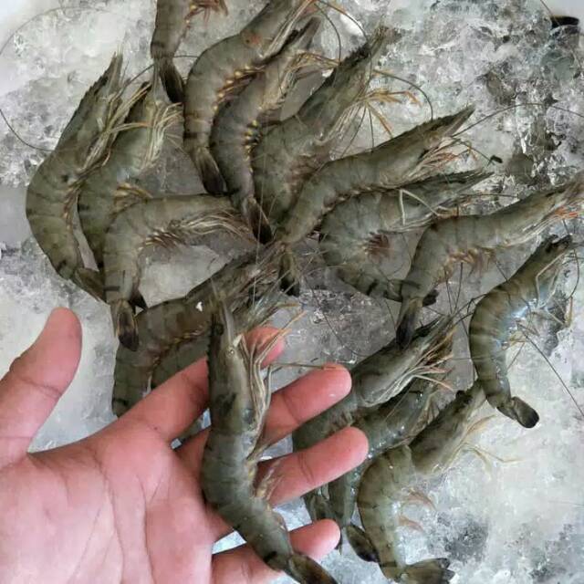 

Udang Pacet / Udang Black Tiger / Udang Windu 500 gram