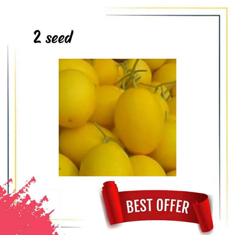 2 BIJI BENIH MELON GOLDEN ALISHA F1, MELON SUPERMARKET