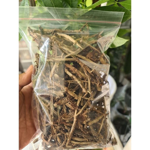 

*tokorosajbg88* Butrowali Kering Asli 100gr