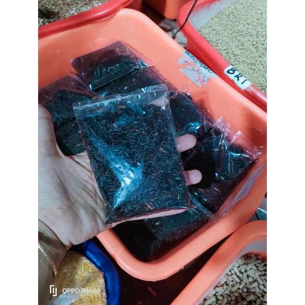 KETAN HITAM PERKUTUT 100GRAM ramuan perkutut ketan hitam