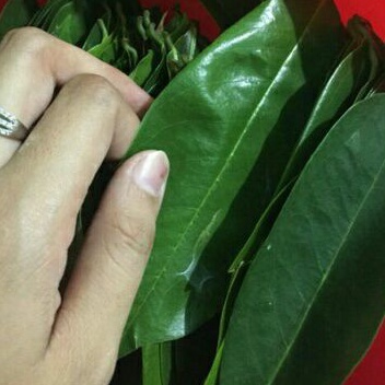 

100 lembar Daun Sirsak |Gudang Media Tanam