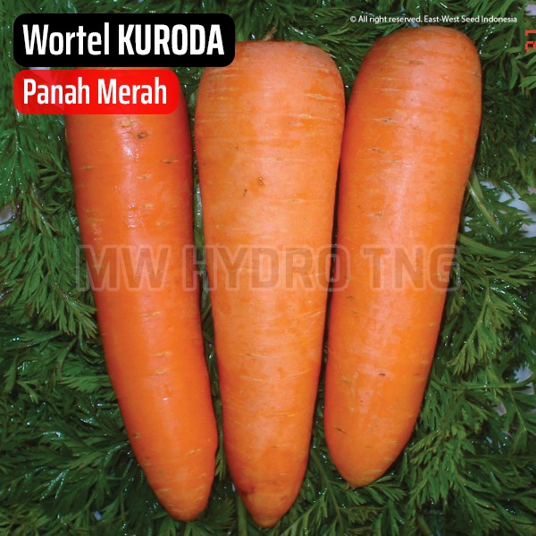 Benih Panah Merah, Wortel KURODA - East West Seed