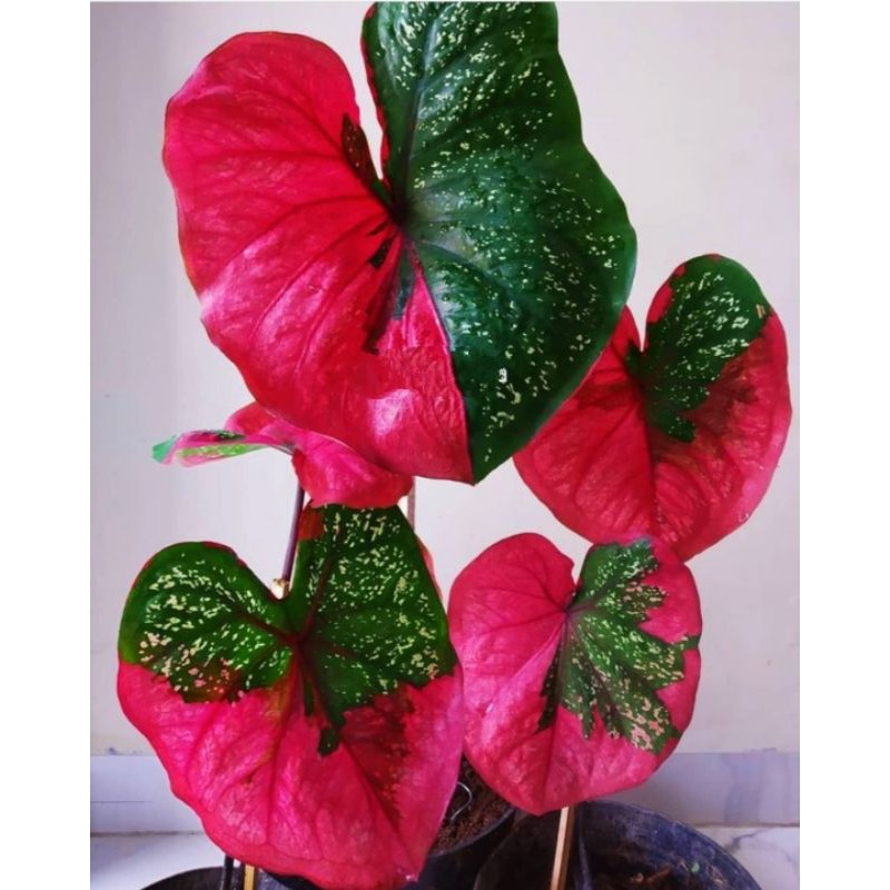 PROMO Tanaman hias hidup keladi baret  - Keladi merah hijau - Bunga