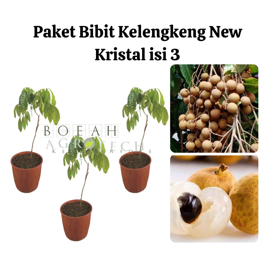 Paket Hemat Bibit Kelengkeng New Kristal Okulasi Isi 3 Bonus Bibit Strawberry+Polibag