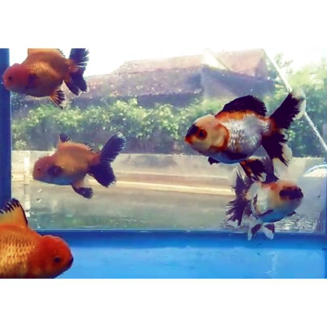 

Oranda Black Gold & 3 colours