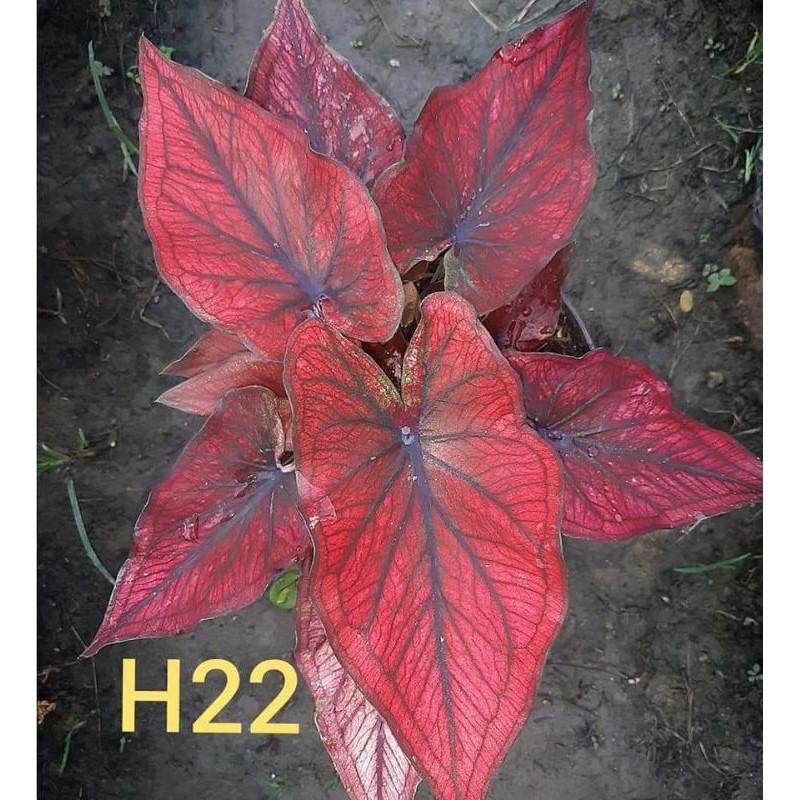 keladi/caladium hybrid thailand H22