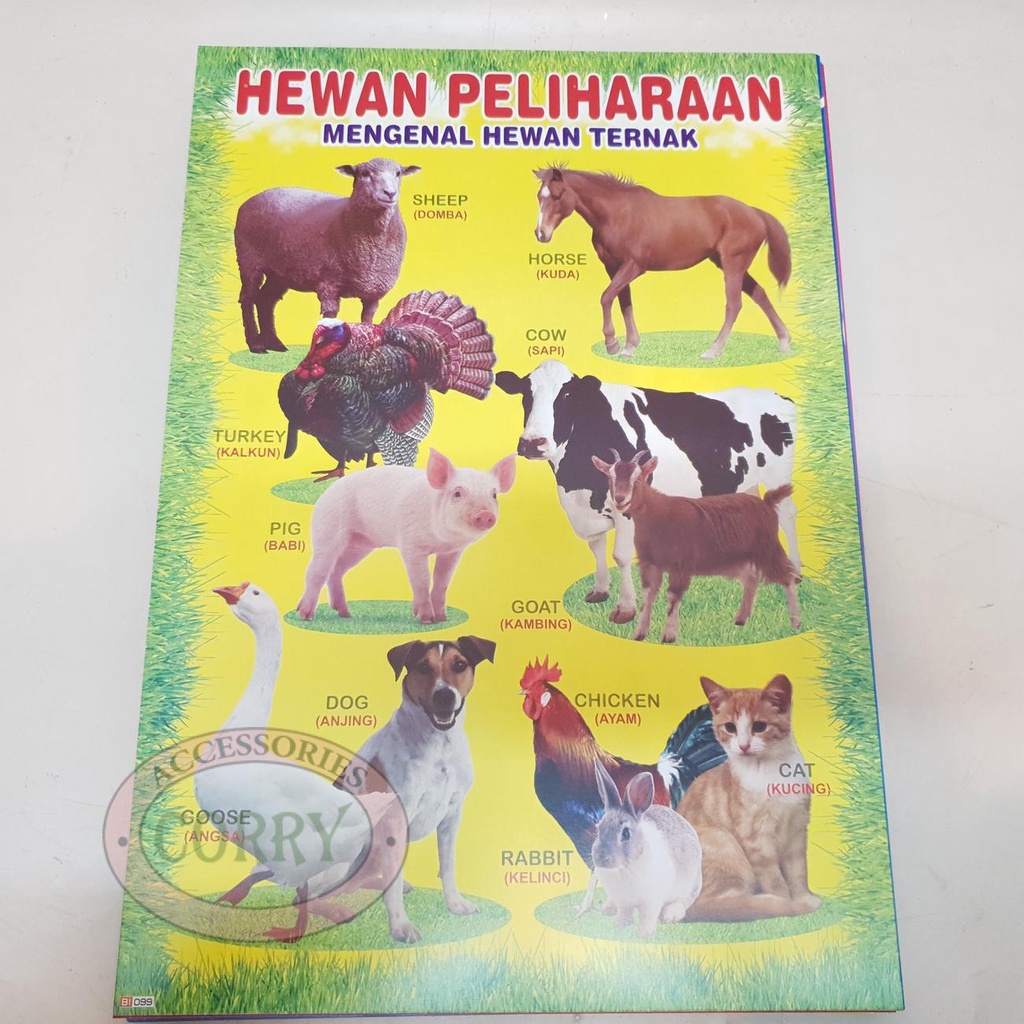 Karton Gambar Edukasi Anak Gambar Hewan Peliharaan 34 X 49 Cm Dinding Tembok Murah