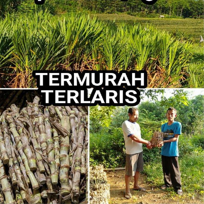 ⭐Grosir Bibit rumput odot murah harga per kilo ready banyak | Termurah | Terbaik | Original