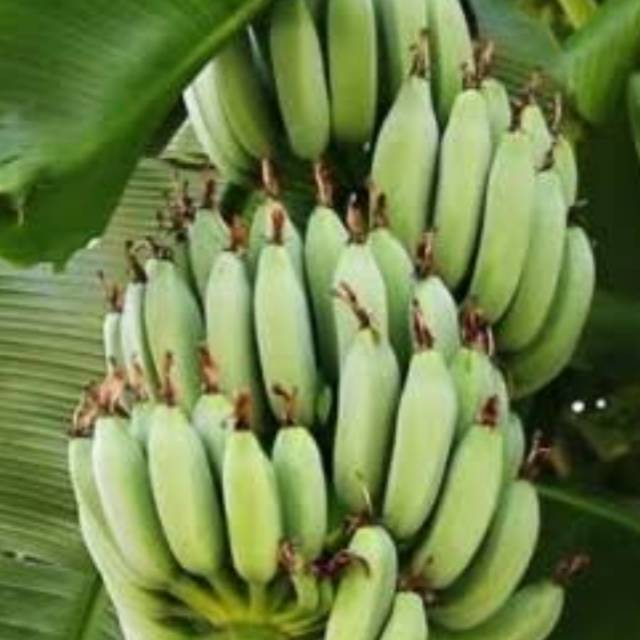 

Pisang batu atou pisang kulutuk 1kg