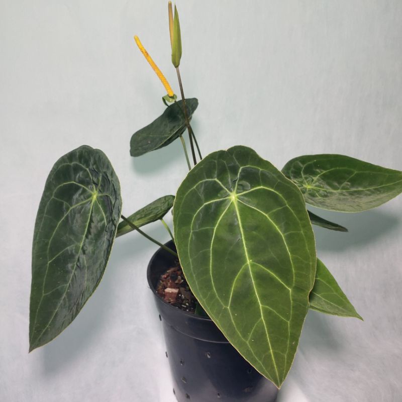 Anthurium Kuping Gajah Buta (Papilillaminum x Forgetii) / Velvet Mask