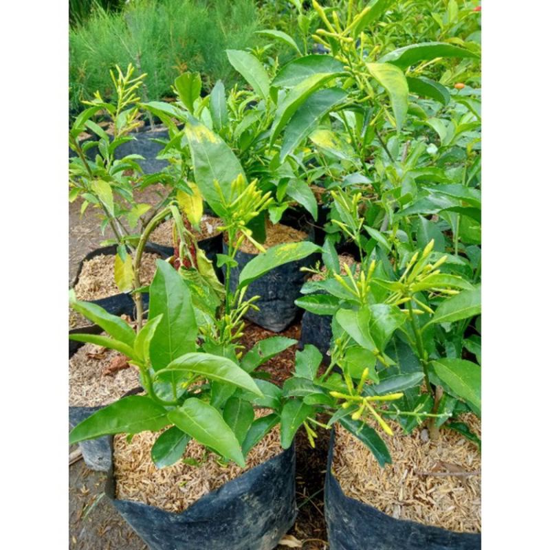 bibit tanaman arum dalu