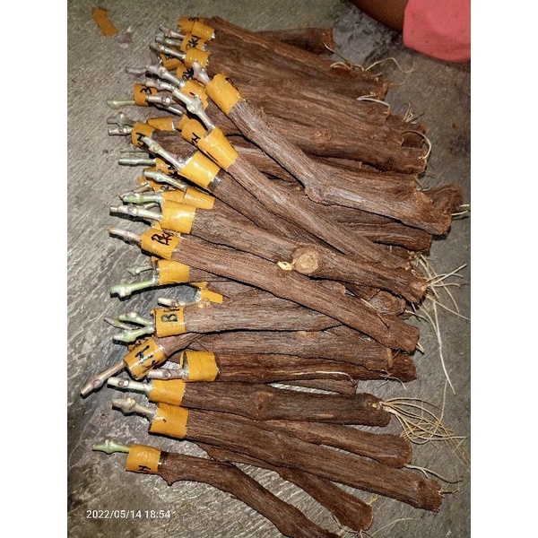 20 JENIS CUTING GRAFTING ANGGUR IMPORT SIAP TANAM BISA COD