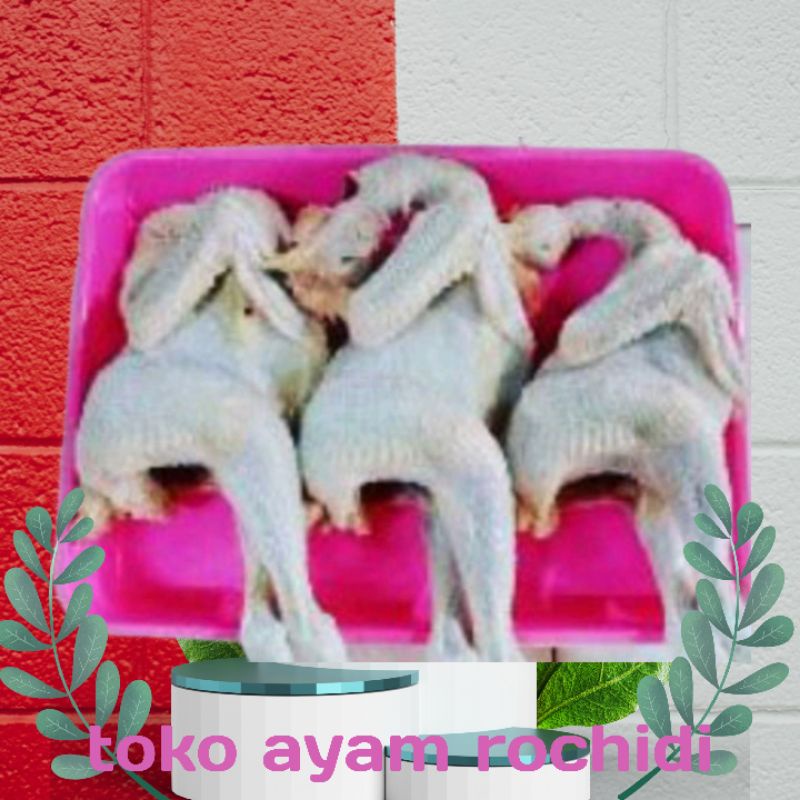 

Ayam pejantan,ayam Kalasan, ayam segar, 7- 8 ons HIDUP bonus ati ampela