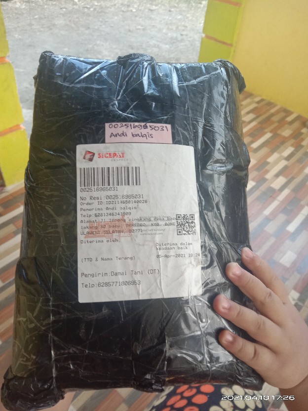 Bibit Jagung. Benih Jagung Hibrida F1 Pertiwi 3 (1 Kg)