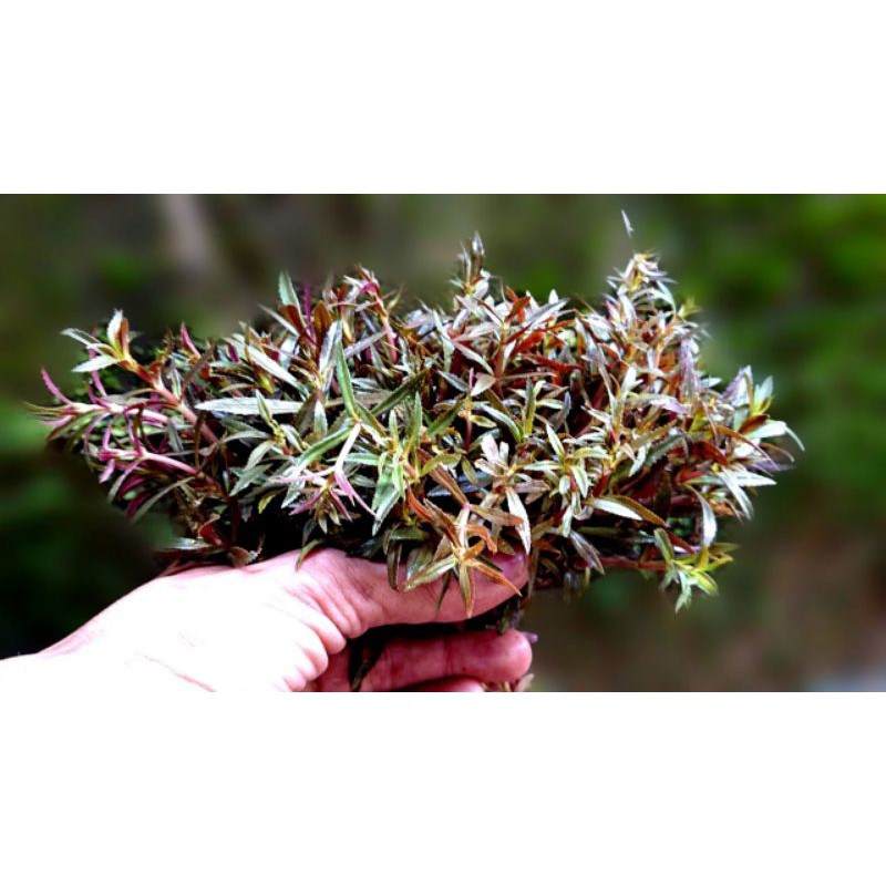

aromatik