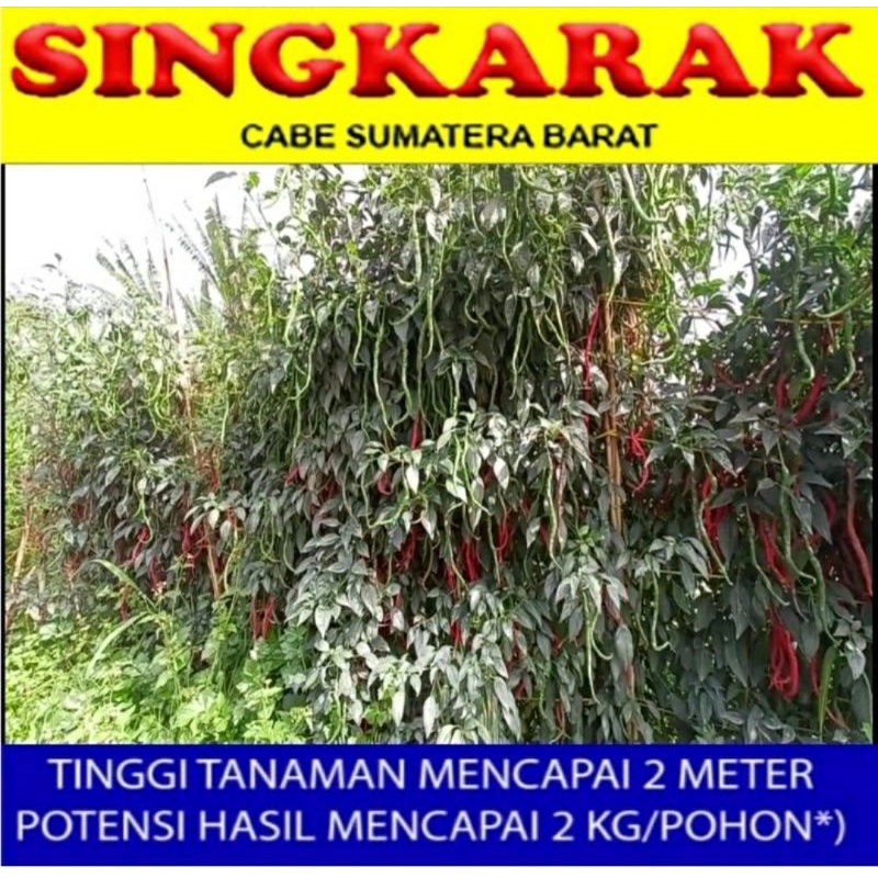 BIBIT CABE KERITING 2 METER SINGKARAK 10 gram