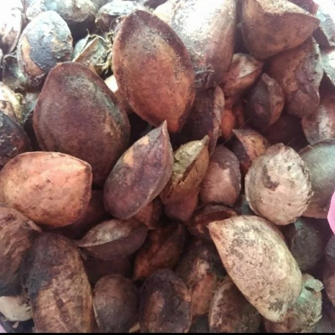 Jual Buah Ketapang Kering Per 10 Kg Untuk Pakan Burung Shopee Indonesia