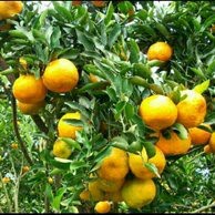 bibit jeruk Pontianak bibit tanaman buah buahan bibit buah buahan benih buah buah bibit pohon buah