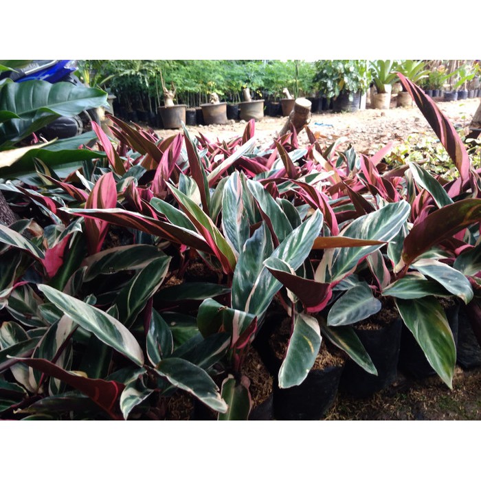 Tanaman hias maranti | maranti bali | pohon maranta merah