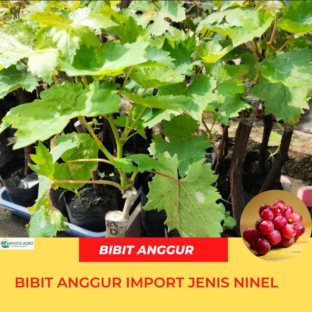 Bibit anggur ninel, Bibit anggur