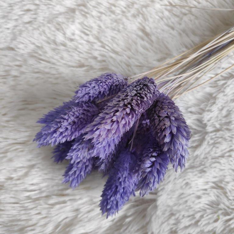 Bunga Phalaris Kering / Bunny Tail / Dried Flower / Rustic Hand Bouquet Wedding Tied -  Ungu