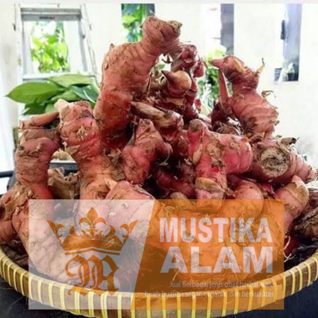 

Jual Jahe Merah Frest 1kg
