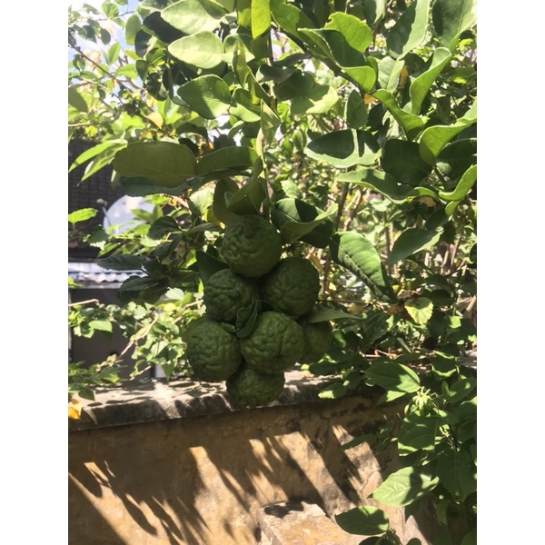 

Jeruk Purut/Jeruk Purut Bali