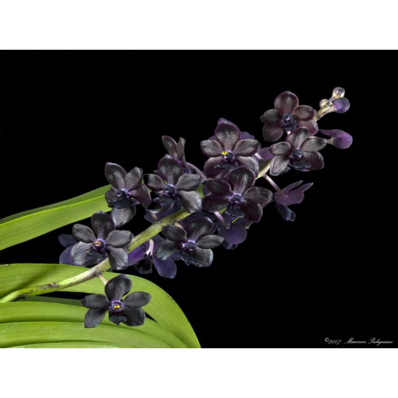 Anggrek Gigantea sri siam x gigantea knop