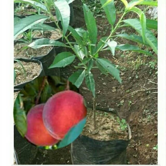 Bibit Buah Persik Holland Peach Sugar