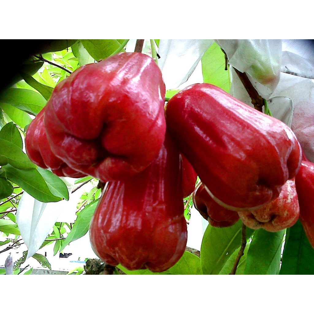 Bibit Jambu Air Citra Merah Super Manis Okulasi Cepat Berbuah (Jaminan Original)