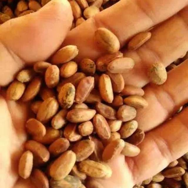 Biji polokyo murah diet herbal