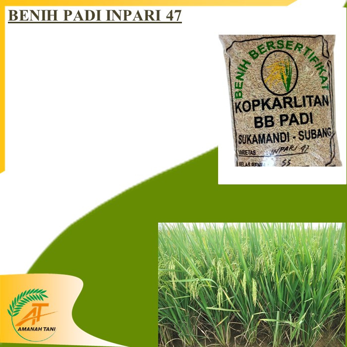 BENIH PADI INPARI 47 BIBIT PADI TERBARU BERSERTIFIKAT
