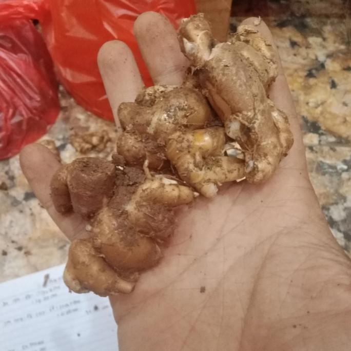 

PROMO KENCUR 1KG MURAH