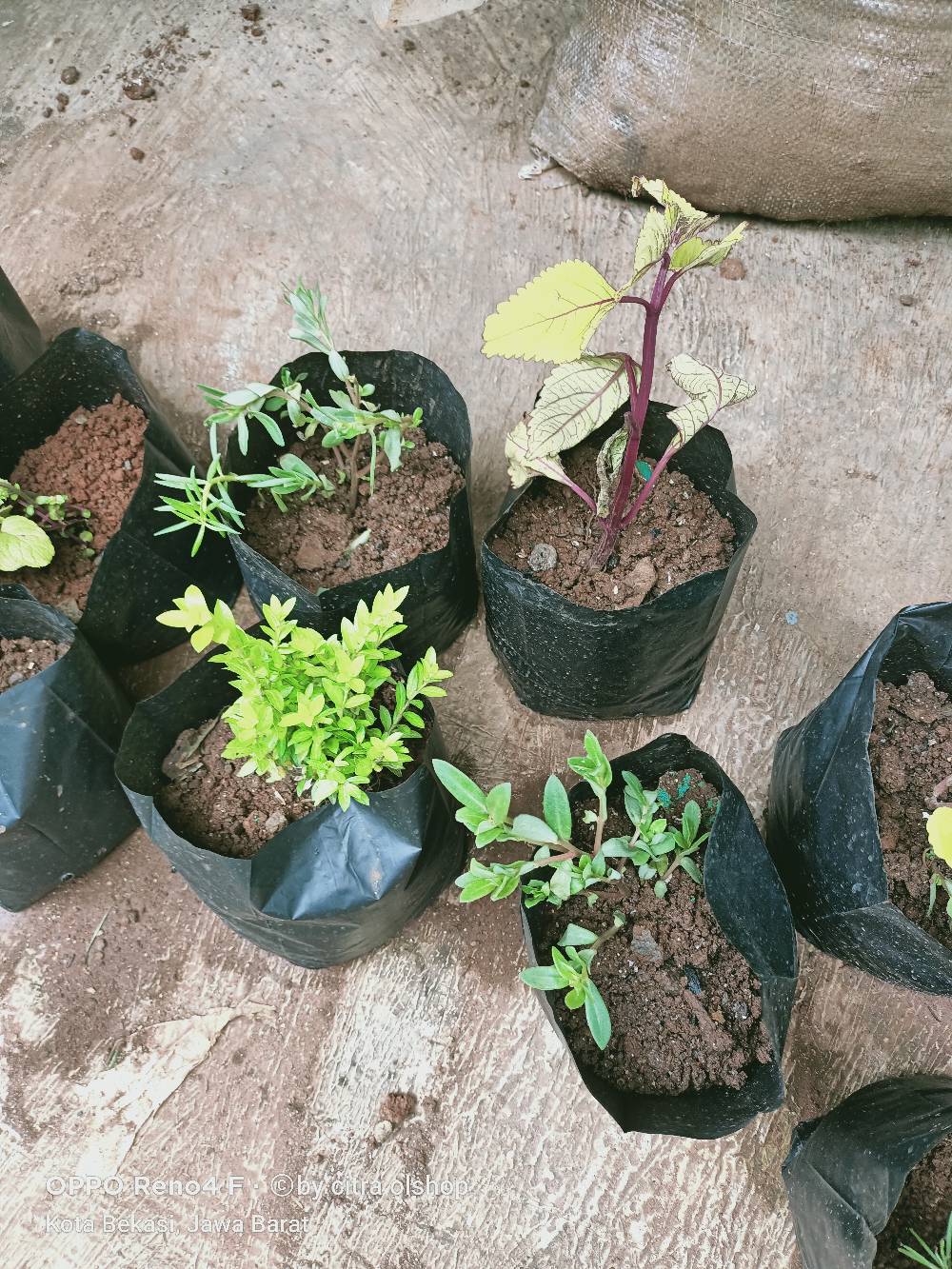 Polibek Ukuran 20 X 20