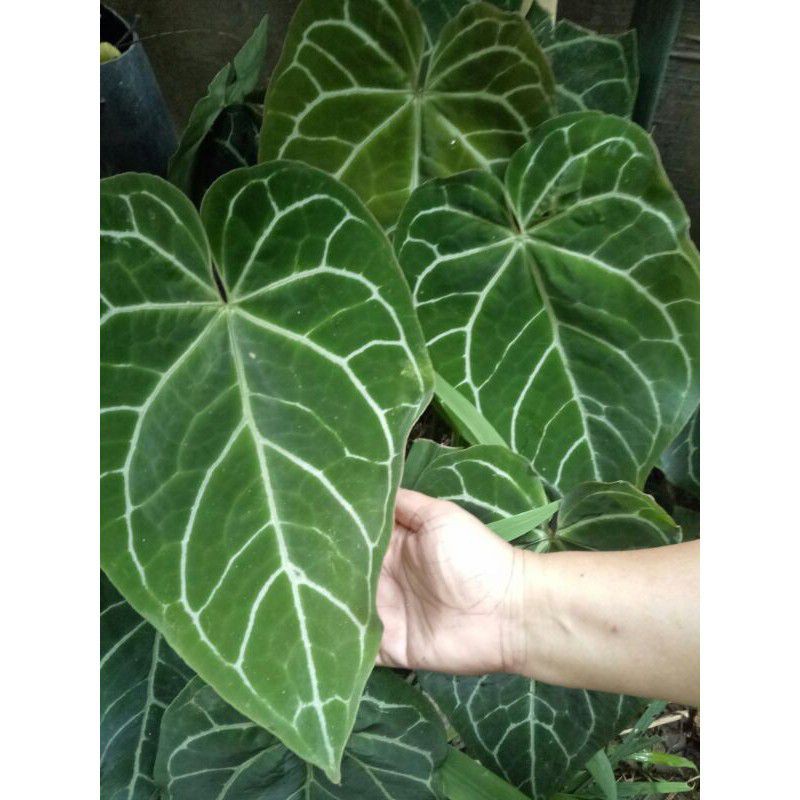 tanaman hias Anthurium magnificum - kuping gajah daun besar