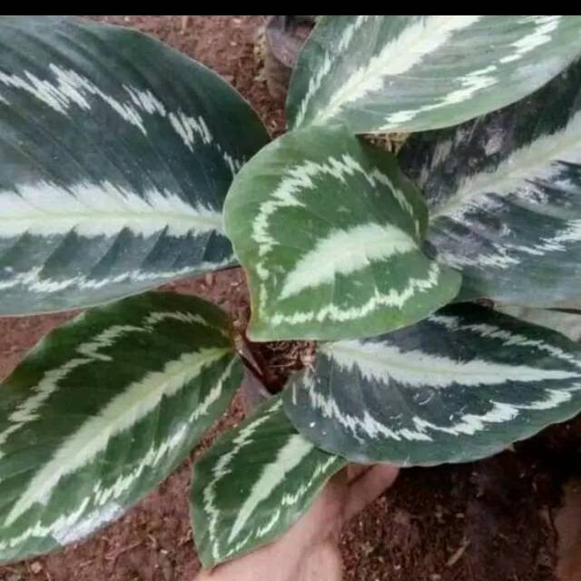 Tanaman hias calathea silverblack