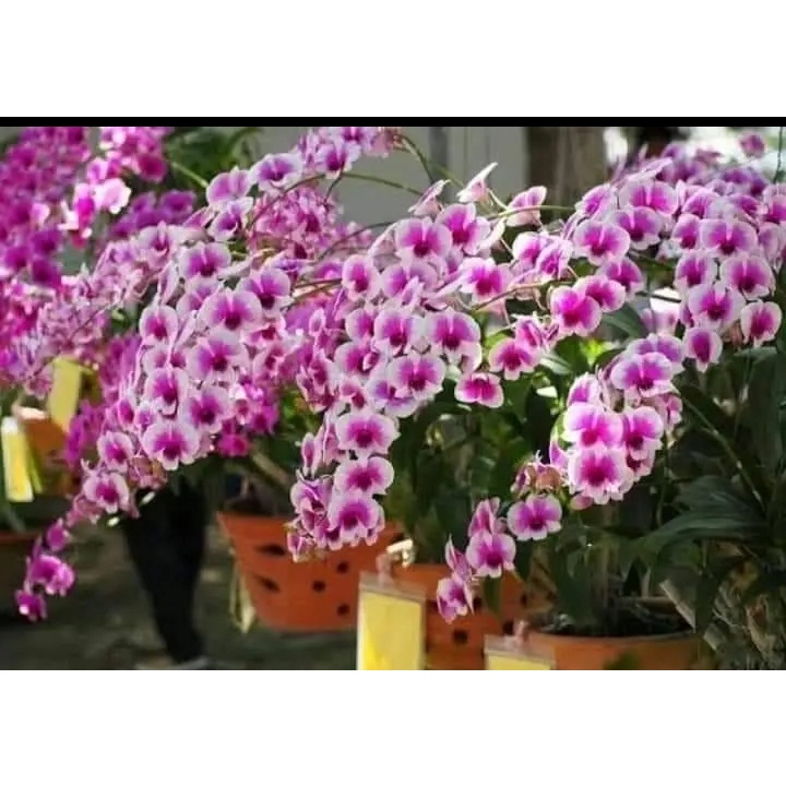dendrobium yaya mini