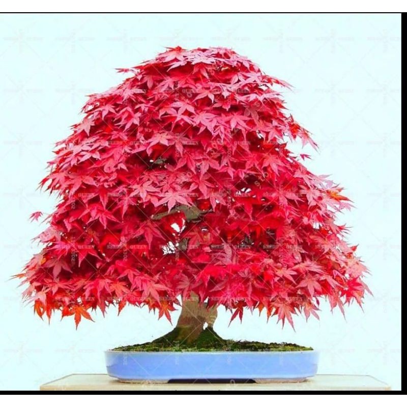 Benih Biji Pohon Japanese Maple Red