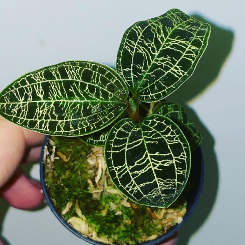 Anggrek Permata Jewel Orchid